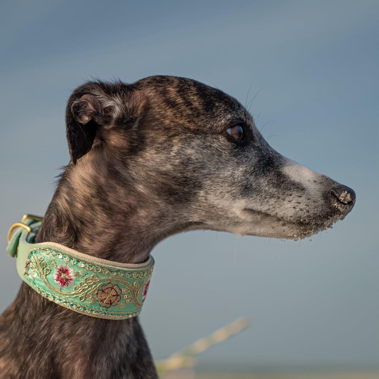 Whippet mit Gepolstertes SARI FLORA Mint Windhundhalsband mit floraler Sari Borte