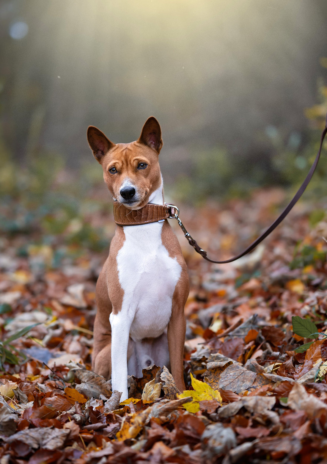 Spaziergang im Dunkeln: So bist du mit deinem Hund sicher durch Herbst und Winter unterwegs