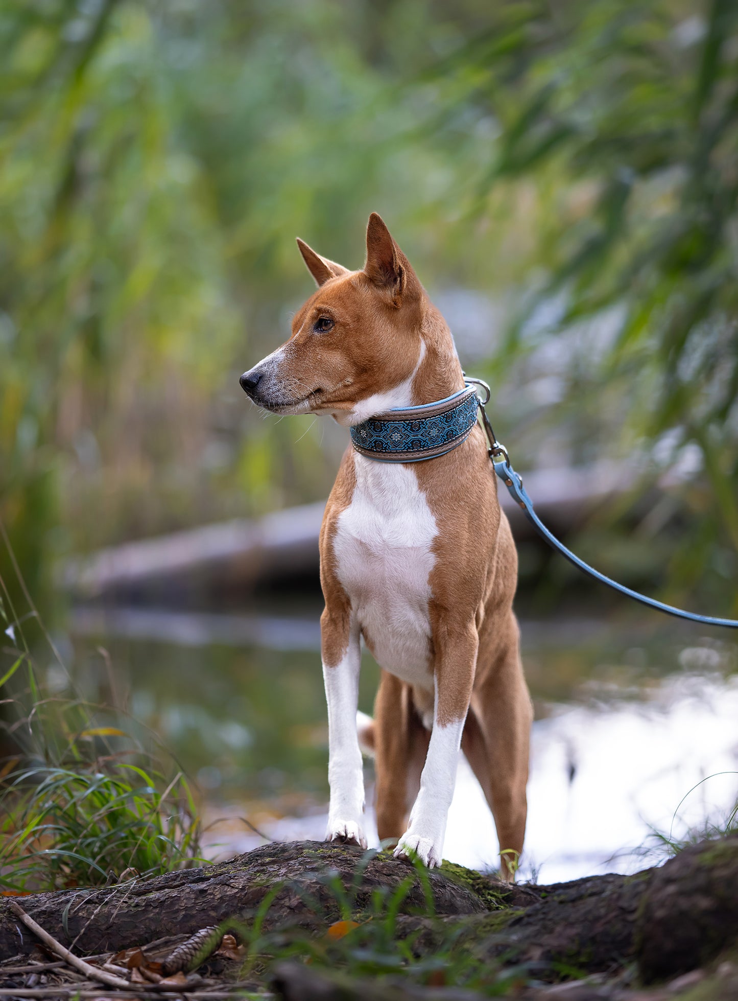 Basenji trägt handgefertigtes Windhund-Bortenhalsband aus hochwertigem Leder