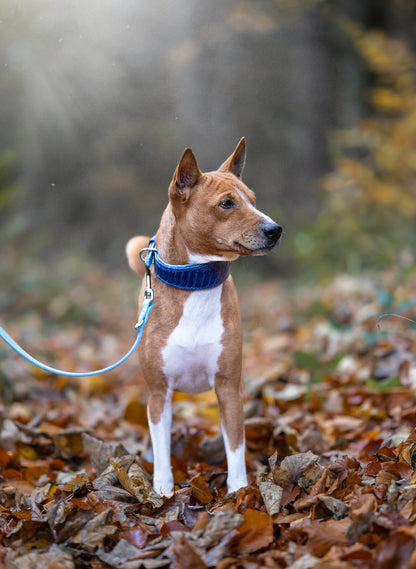 Elegantes Straußenbeinlederhalsband für Windhunde, getragen von Basenji, blaue Töne