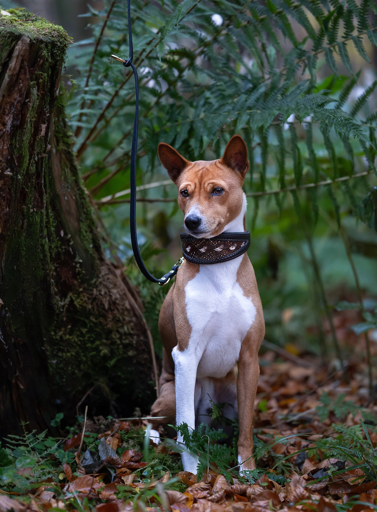 Exklusives Störlederhalsband für Windhunde am Basenji, robust und elegant