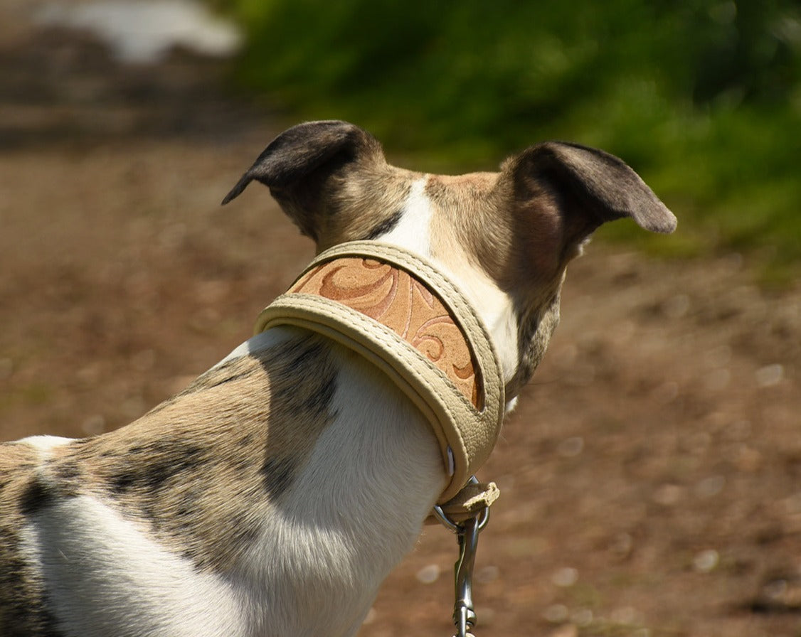 Whippet mit braunem Windhundhalsband mit Muster