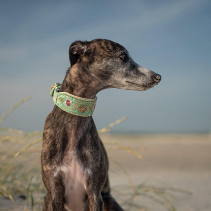 SARI FLORA | Gepolstertes Windhundhalsband aus Leder mit edler Sari Borte