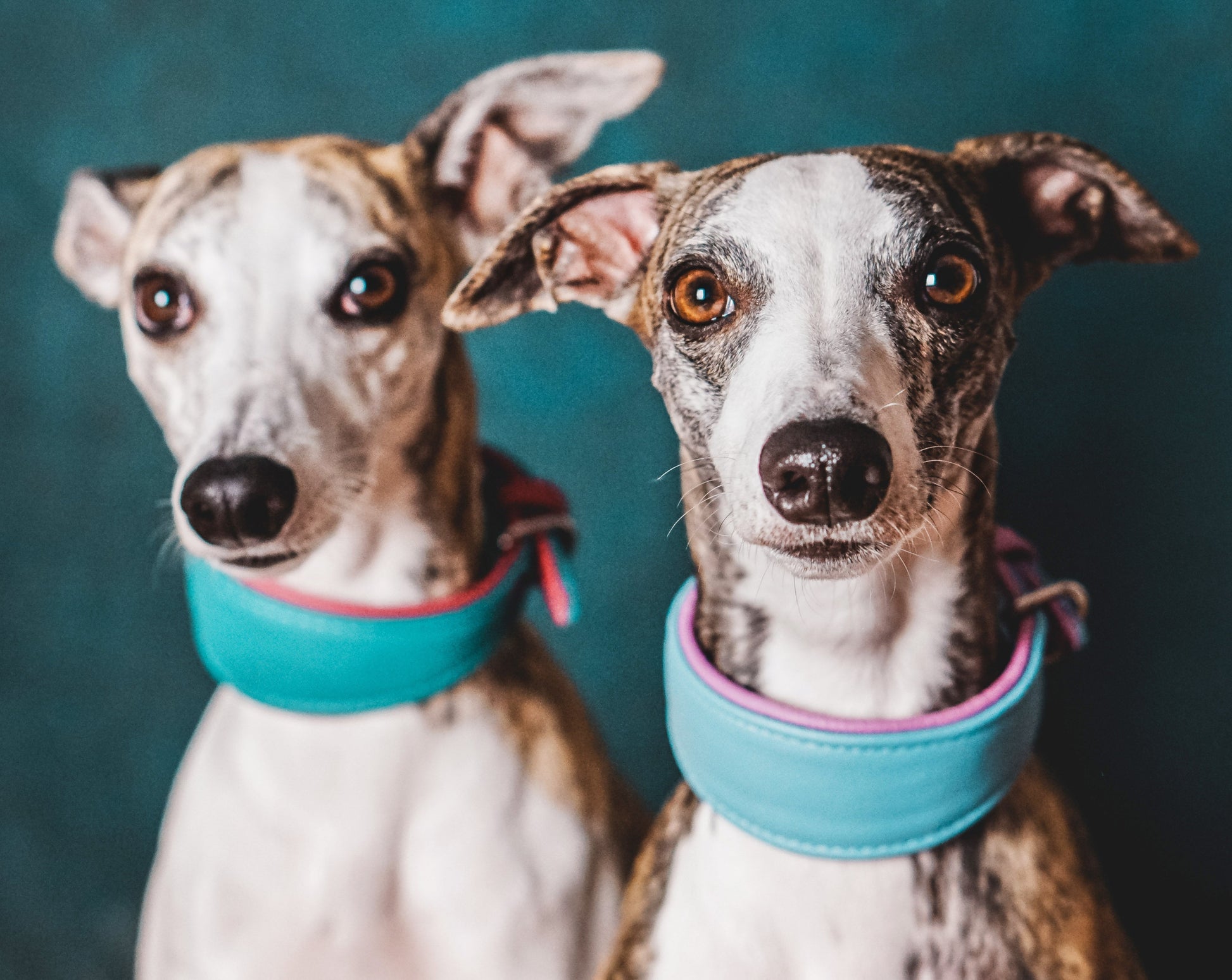 Whippets mit breiten und weichen Windhundhalsbändern  klassisch um den Hals.