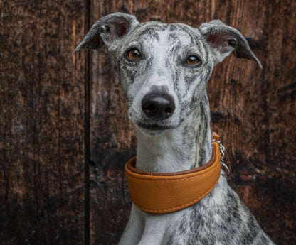 Whippet mit einem Windhundhalsband extra weich gepolstert vor einem Holzhintergrund